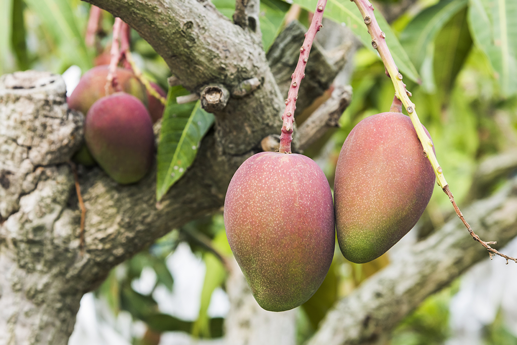 Mangue fraiche dans son arbre