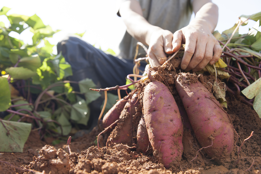 Grossiste patate douce Rungis
