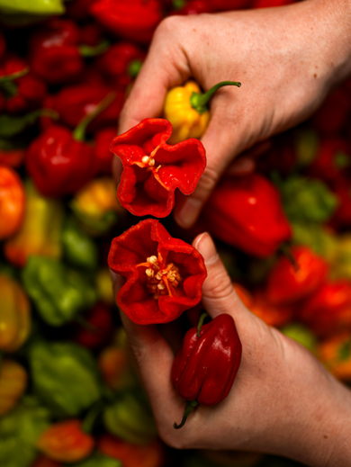 Découpe de piment antillais frais
